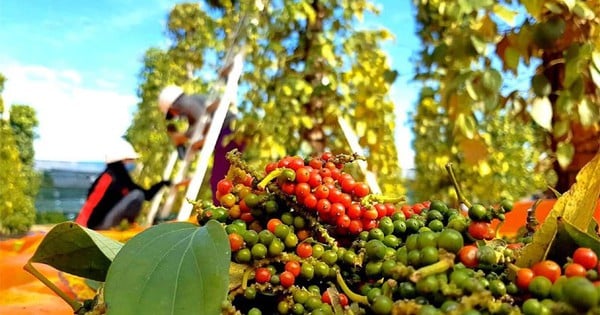 Giá cà phê và hồ tiêu bình ổn