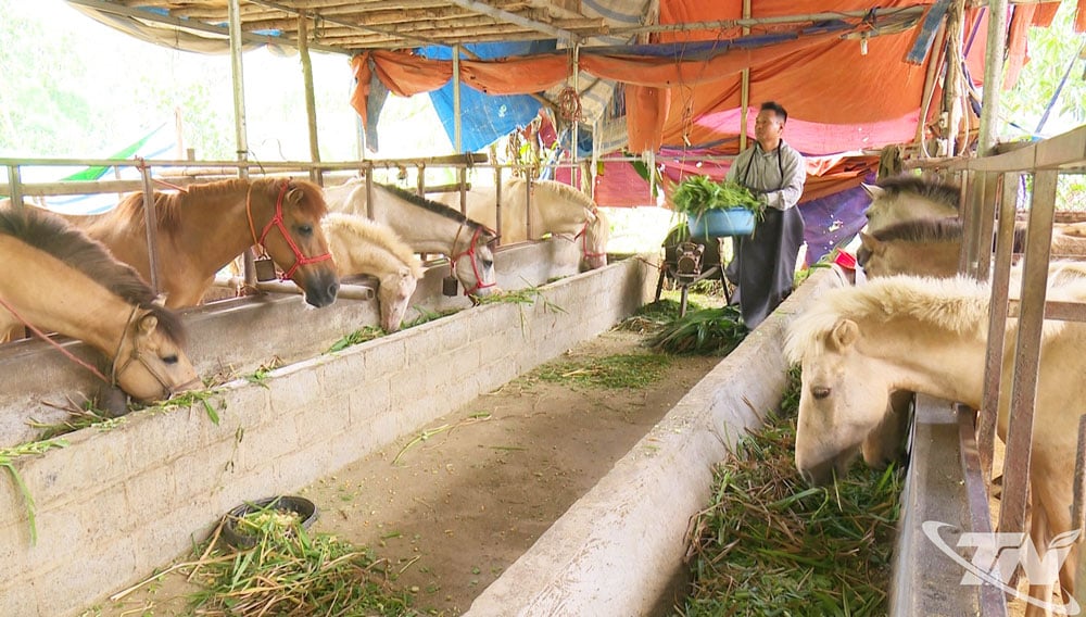 Chăn nuôi ngựa bạch là hướng phát triển kinh tế giúp nhiều hộ ở Bằng Thành vươn lên thoát nghèo và làm giàu.