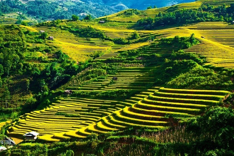 Sa Pa mùa vàng trên nương lúa.