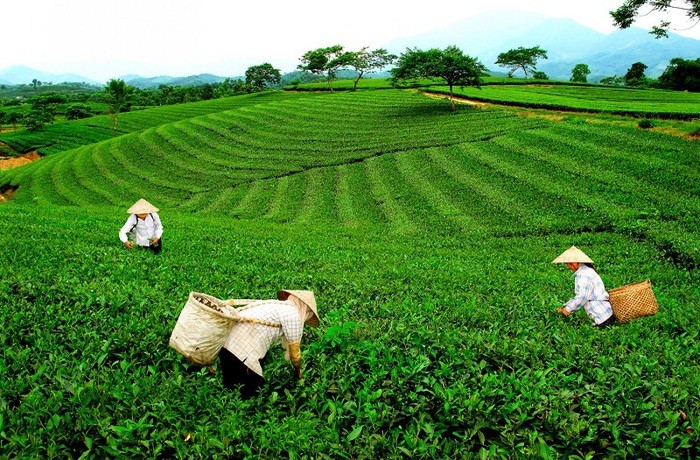 Cây chè đã trở thành cây trồng chủ lực góp phần phát triển kinh tế xây dựng nông thôn mới ở xã Tằng Loỏng, tỉnh Lào Cai.