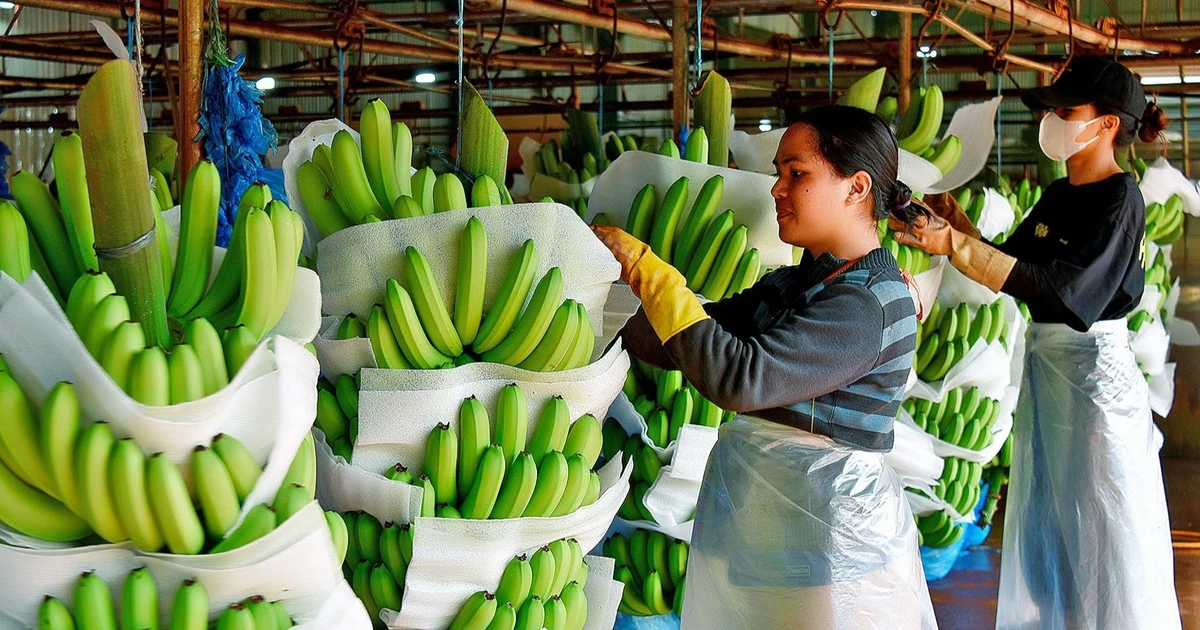 Tây Gia Lai: “Thủ phủ mới” của nông nghiệp công nghệ cao