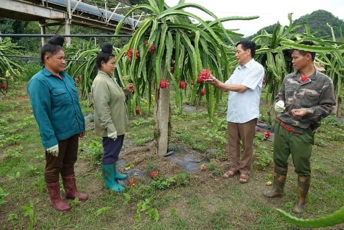 Chuyển mình từ những mô hình nông nghiệp ứng dụng công nghệ cao- Ảnh 1.