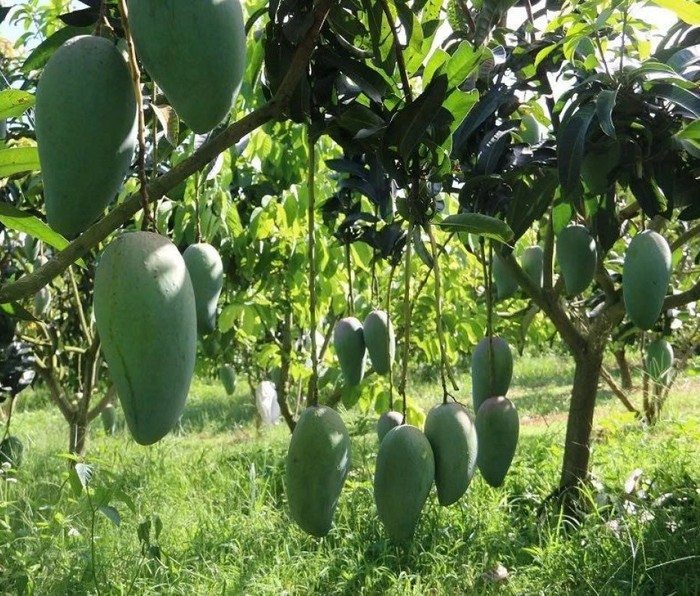 Chuyển mình từ những mô hình nông nghiệp ứng dụng công nghệ cao- Ảnh 3.