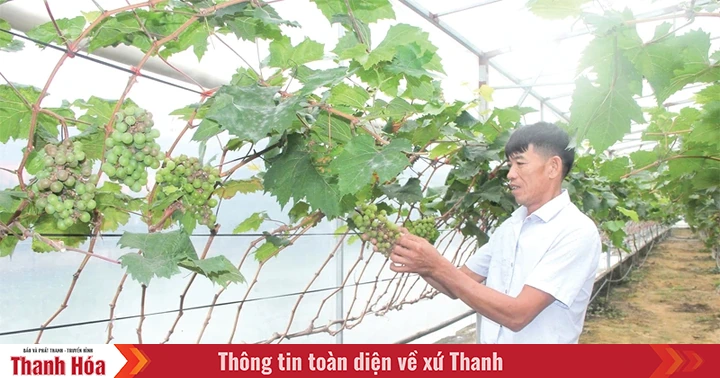 New directions in crop diversification