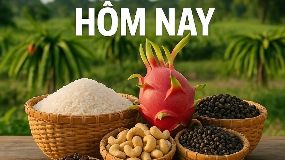 Giá nông sản hôm nay 19/8/2025: Giá cà phê robusta 'quay xe'; hàng Brazil có thể được Mỹ miễn áp thuế 50%? Mục tiêu xuất khẩu 65 tỷ USD có khả thi?