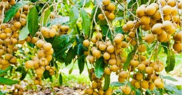Vụ nhãn Hưng Yên 2025: Sản lượng vượt 50.000 tấn, trên 60% đạt chuẩn VietGAP và hữu cơ