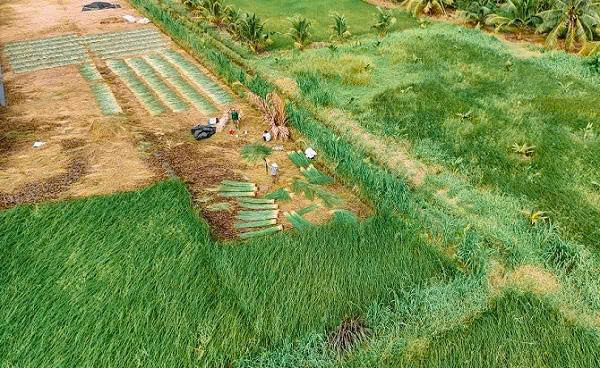 Giá lát lao dốc, nông dân lỗ công chăm sóc