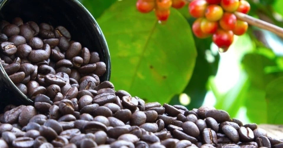 Ngày 20-8, cà phê trong nước vượt mốc 120.000 đồng/kg