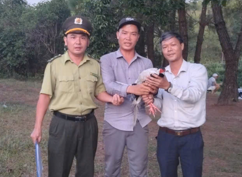 Người dân giao nộp cá thể gà lôi trắng quý hiếm bay lạc vào quán nước -0