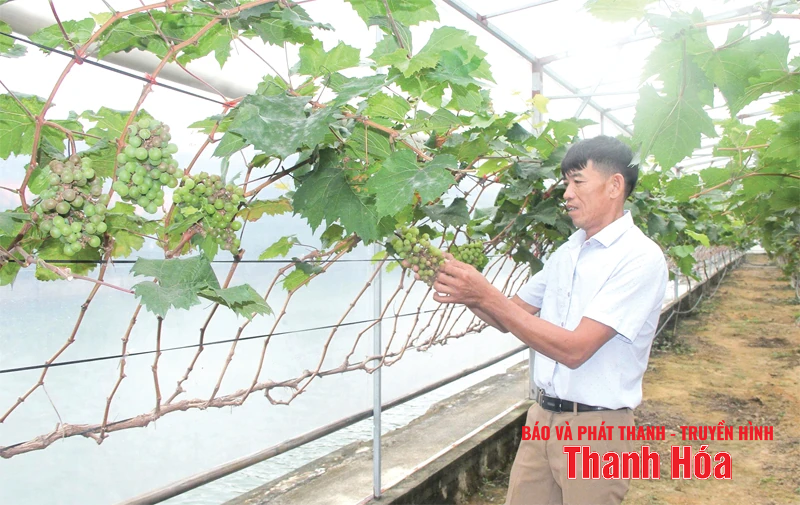 ទិសដៅថ្មីក្នុងការធ្វើពិពិធកម្មដំណាំ
