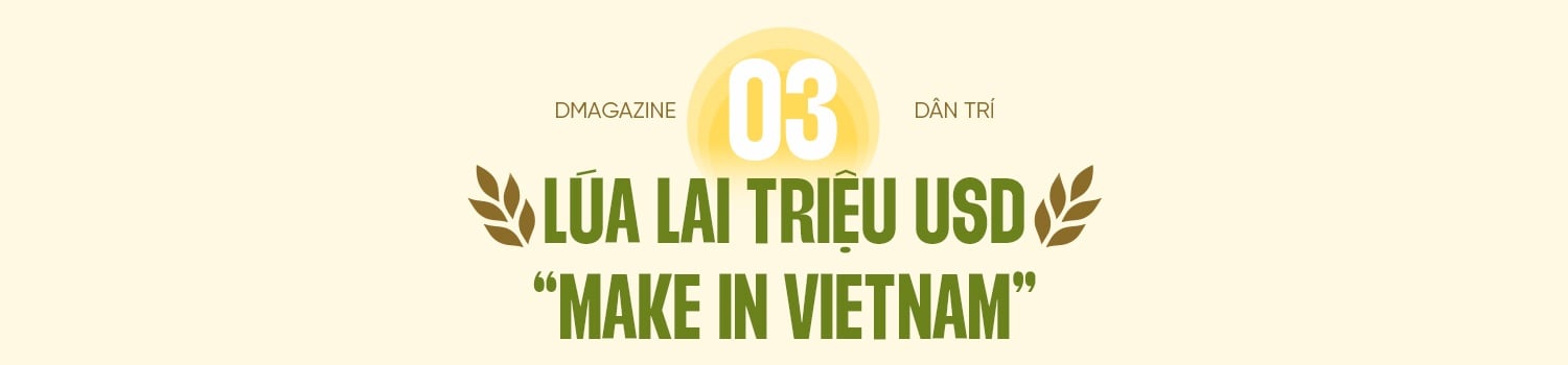 80 năm cây lúa Việt: Từ nạn đói 1945 đến hạt gạo ngon nhất thế giới - 11