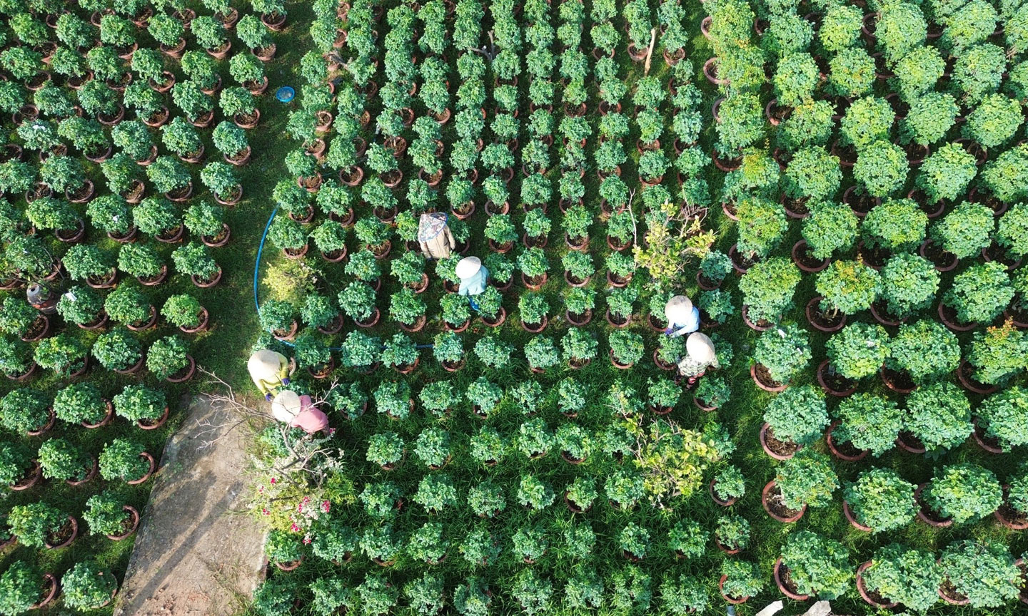 Sa Dec Flower Village (Dong Thap): Busy planting to serve the 2026 Lunar New Year market