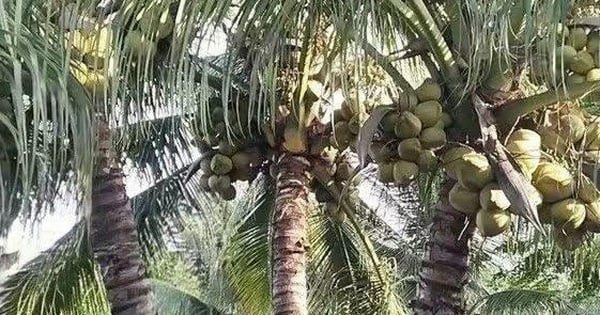 Sự trỗi dậy mạnh mẽ của ngành dừa Việt Nam