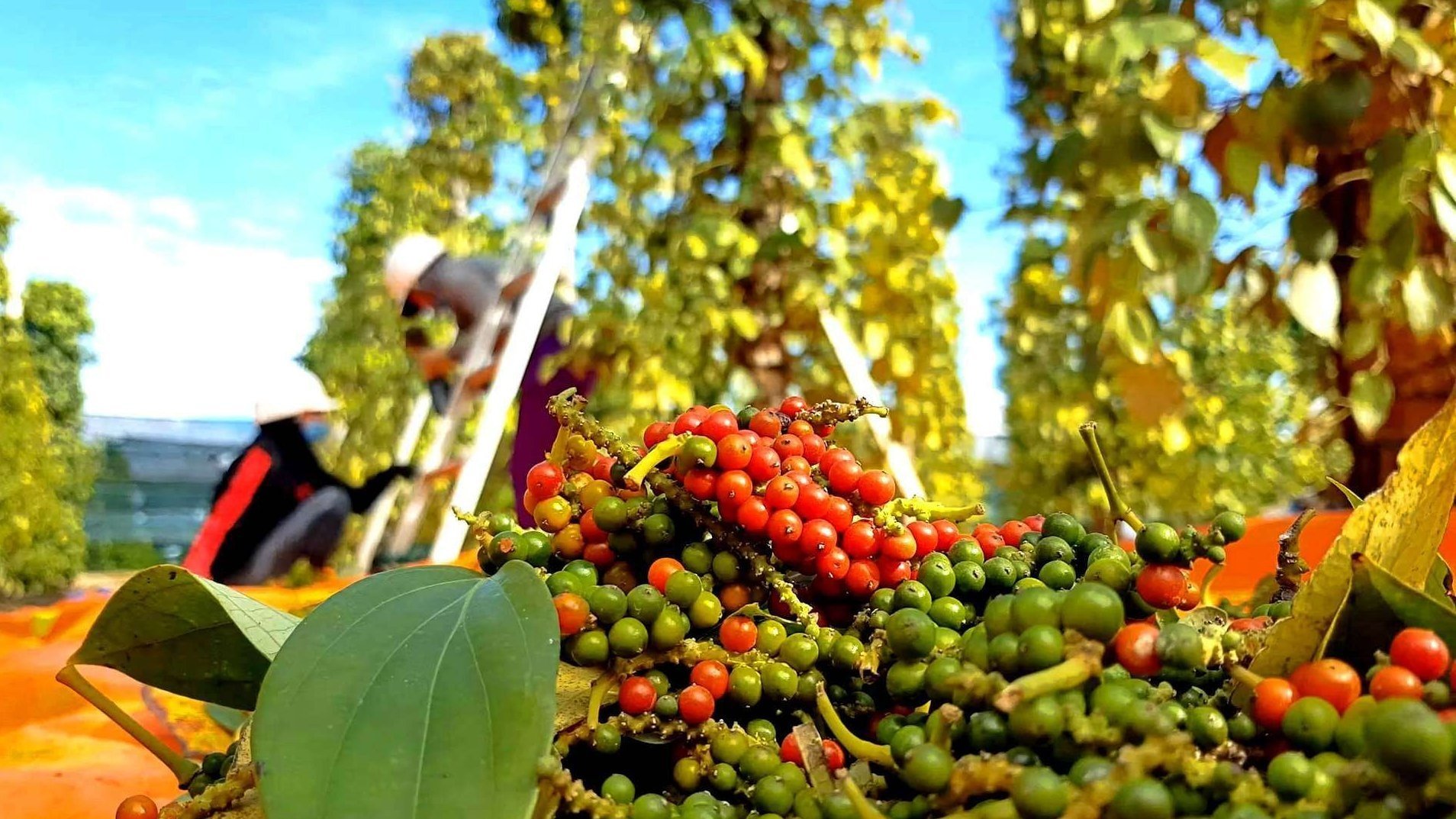 Giá tiêu hôm nay 20/8/2025: Giữ giá mức cao