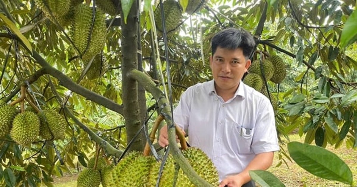 Nông dân Lâm Đồng trồng sầu riêng chất lượng cao lên đến 300ha