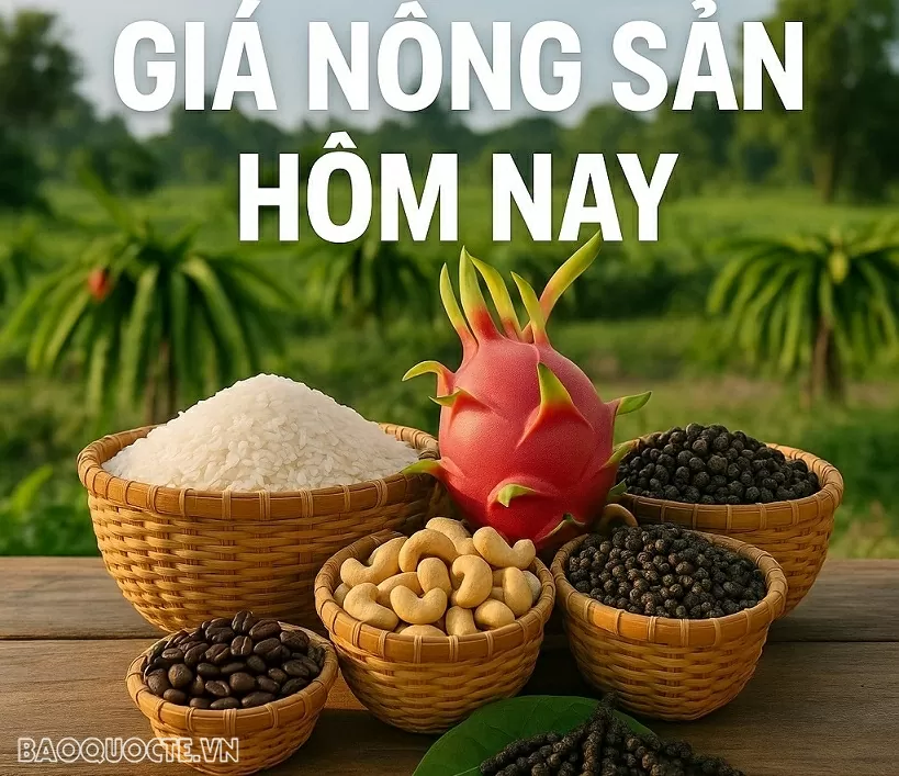Giá nông sản hôm nay 19/8/2025: Giá cà phê