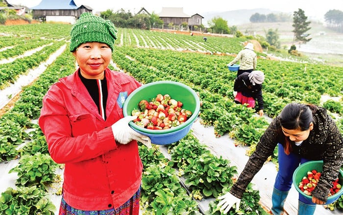 Chuyển mình từ những mô hình nông nghiệp ứng dụng công nghệ cao- Ảnh 2.