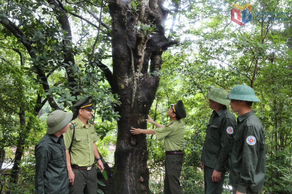 Rừng tự nhiên tại khu vực thác 72 gian, xã Hải Sơn