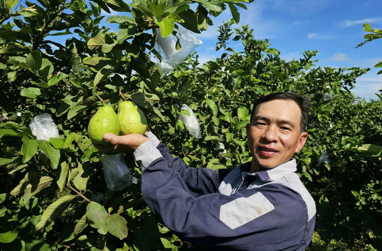 Phuc Loc guava, a fruit brand of Nam Trach commune, is a favorite choice of many customers - Photo L.M