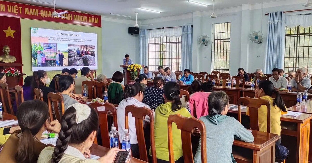Trồng ngô làm thức ăn chăn nuôi phù hợp với vùng đất Cát Tiên