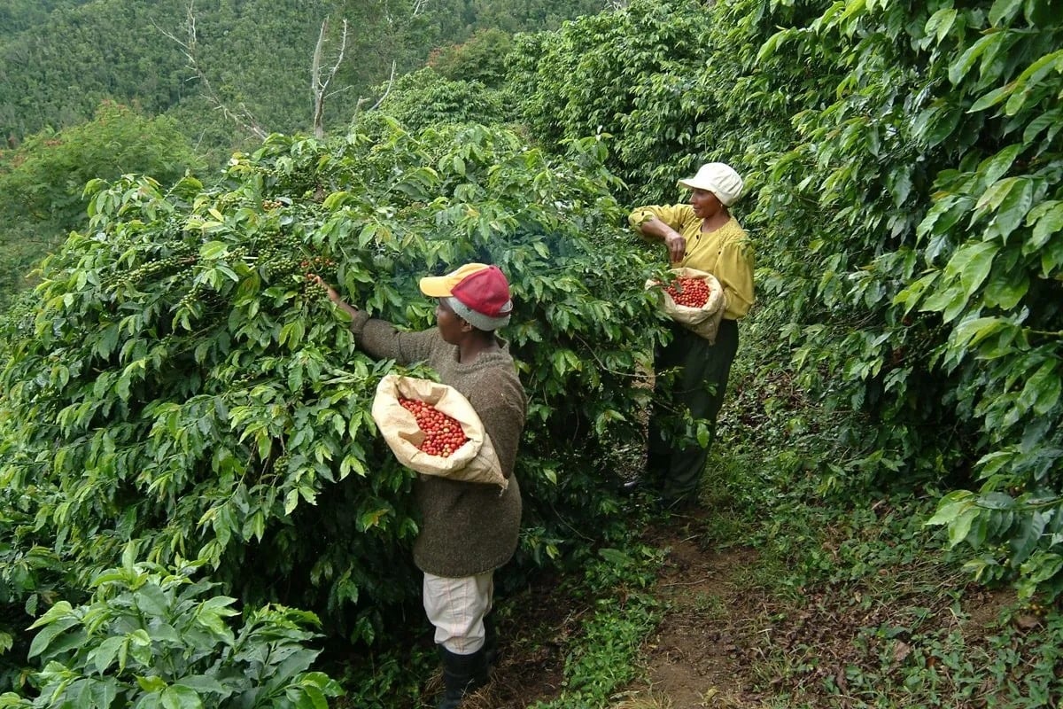 Giá cà phê hôm nay 21/8/2025: Tăng cao dữ dội