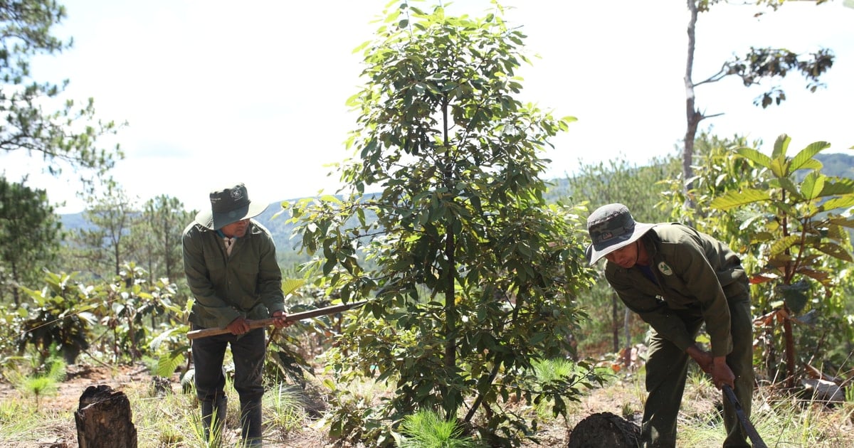 ពន្លឿនវឌ្ឍនភាពព្រៃឈើ