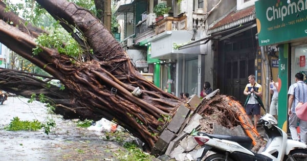 Regret for the hundred-year-old "trees" uprooted in storm number 3 in Hanoi's Old Quarter