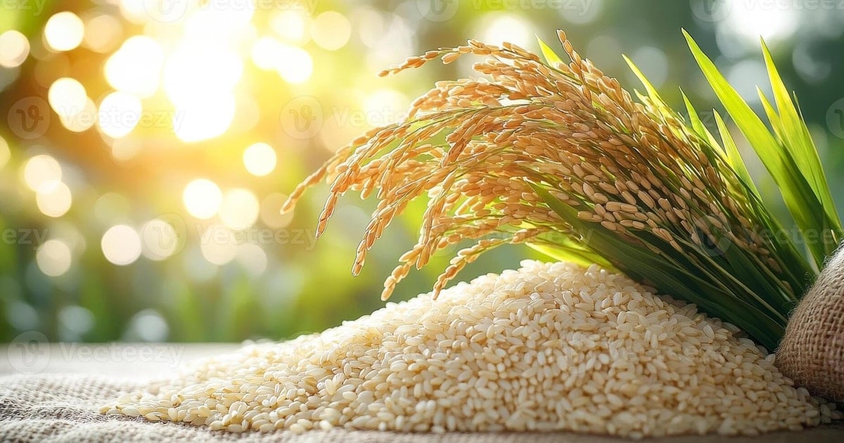 Rice price today August 21: Vietnam's rice export price jumps to lead the world