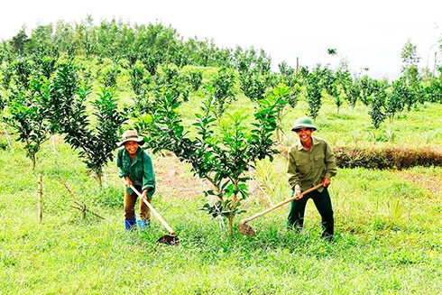Toàn tỉnh chuyển đổi được trên 995ha cây trồng