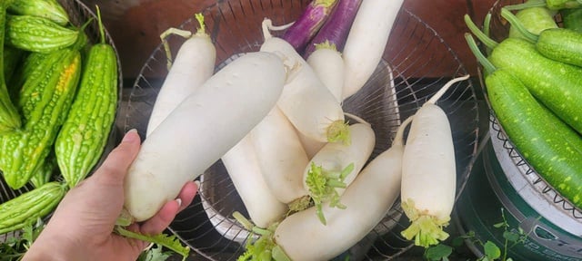 Loại củ ví như ‘nhân sâm mùa thu’ vào chính vụ, giá rẻ bèo, giúp thải độc gan, kiểm soát đường huyết- Ảnh 5.