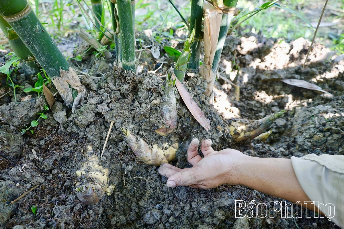 Unike Luc Truc bambusskudd