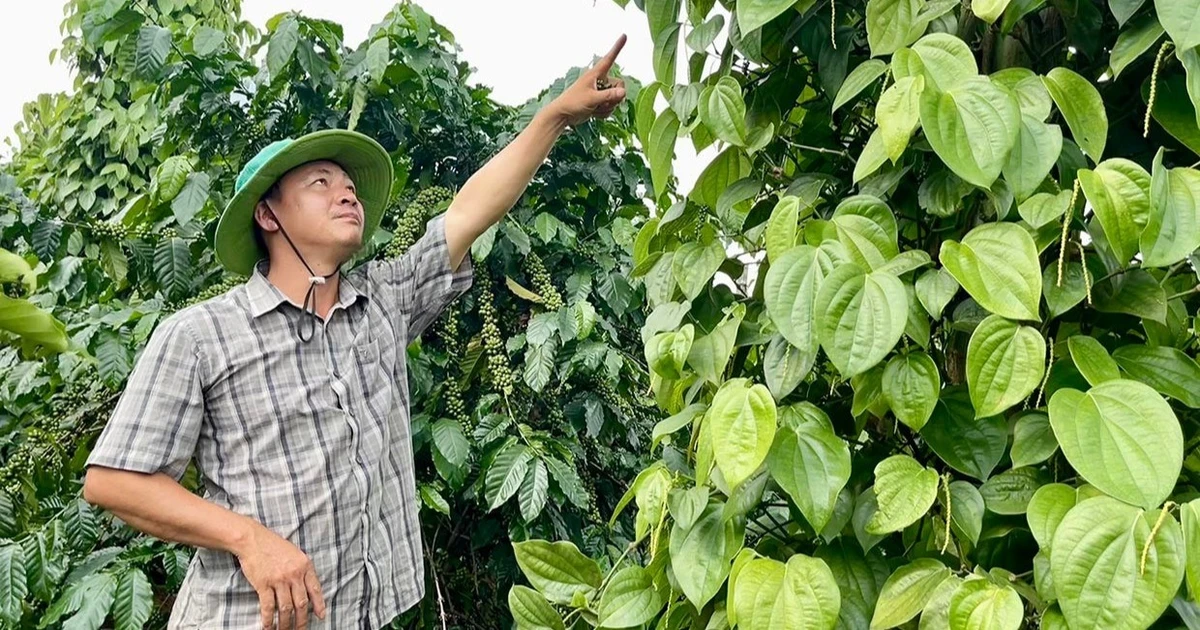 Trồng tiêu xanh trái vụ - một hướng đi mới