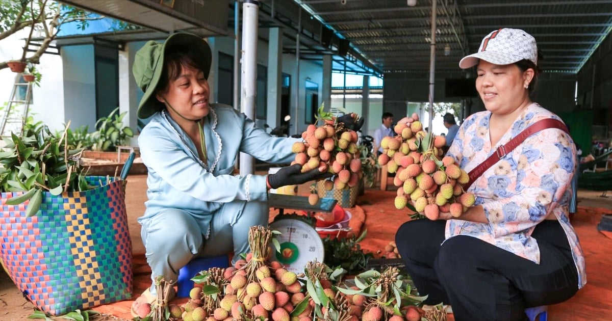 Nông dân xã Trường Xuân hướng đến xuất khẩu vải thiều