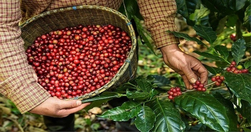 Giá cà phê trong nước tiếp tục lập kỷ lục mới, tiến sát 124.000 đồng/kg