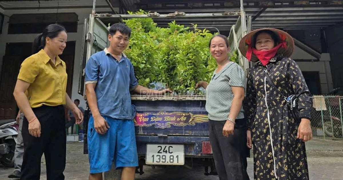 Cấp phát cây giống và phân bón cho hộ dân tham gia dự án trồng rừng gỗ lớn
