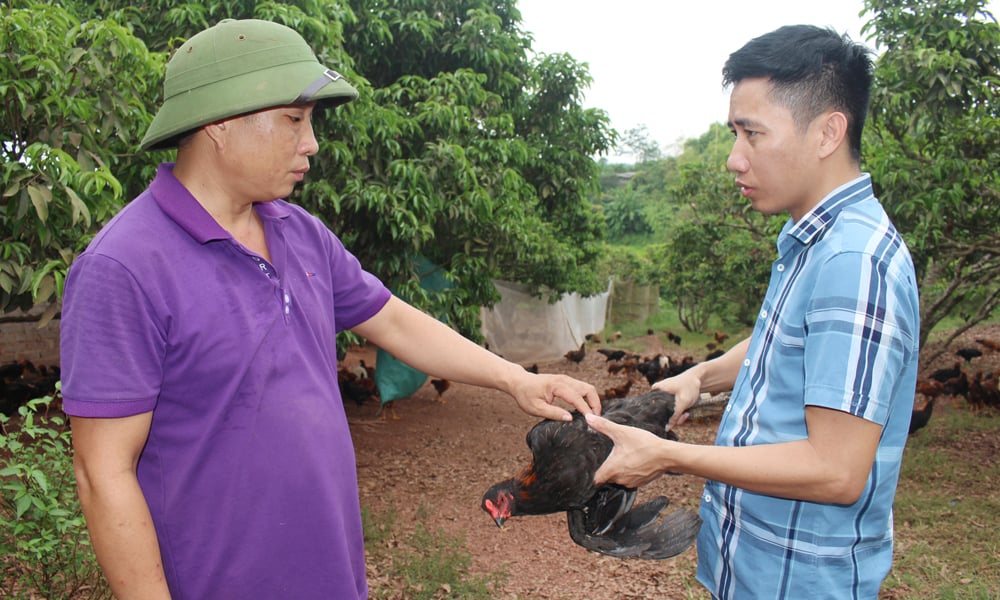 Mr. Giap Quy Cuong: Bringing Yen The hill chickens to "fly" far