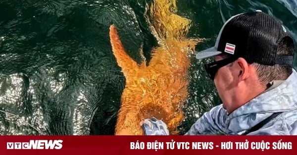 Cá mập y tá màu cam rực rỡ lần đầu tiên được ghi nhận 