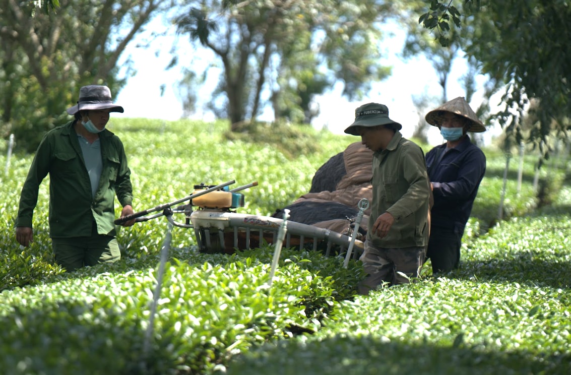 cac-nha-dau-tu-tiep-tuc-mo-rong-vung-nguyen-lieu-tra-o-long-phuc-vu-che-bien-tai-cum-cong-nghiep-phat-chi-lam-dong-1-.jpg