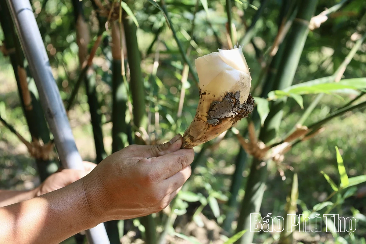 Unike Luc Truc bambusskudd