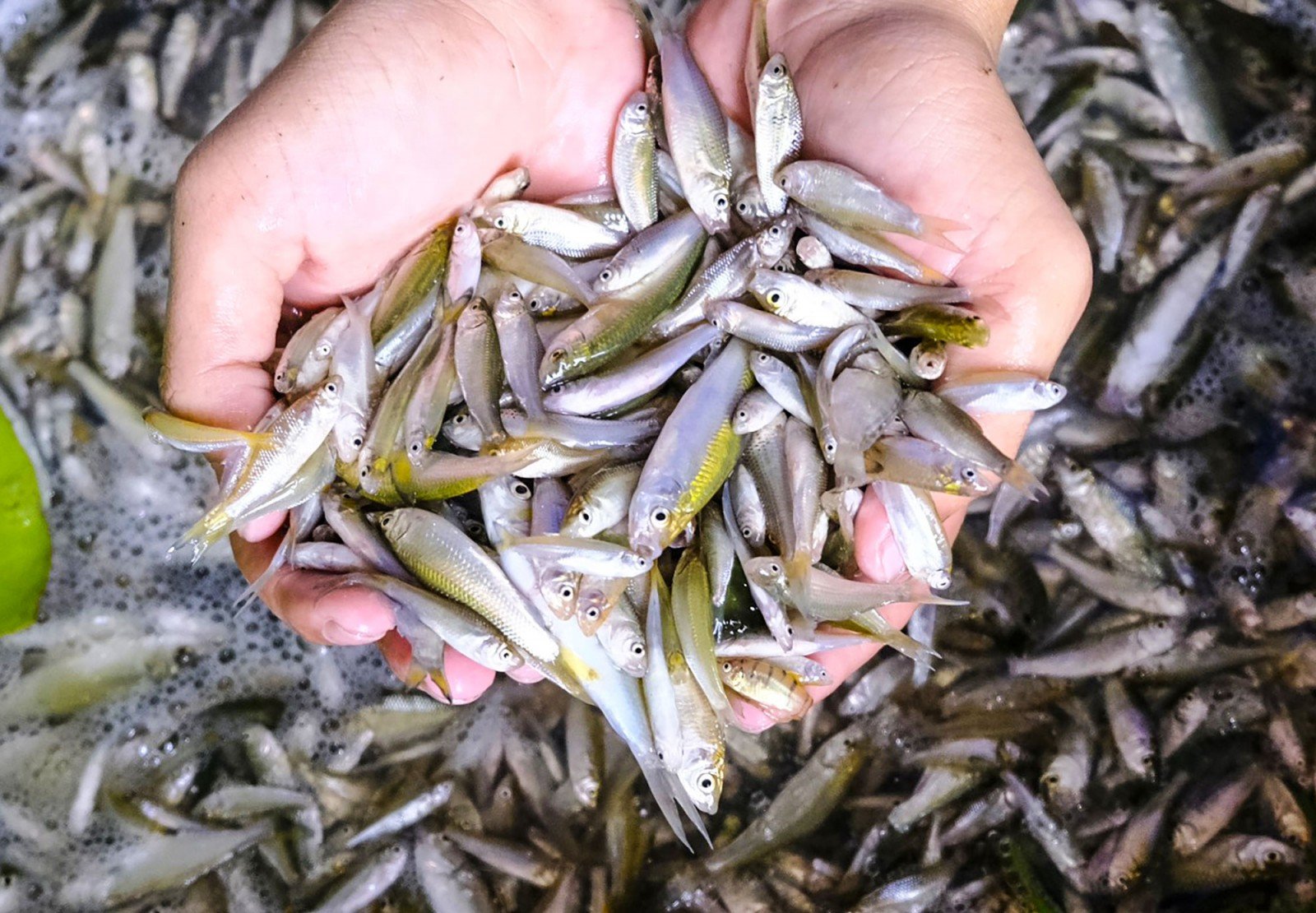 Rộn ràng mùa cá linh non tại vùng biên giới An Giang