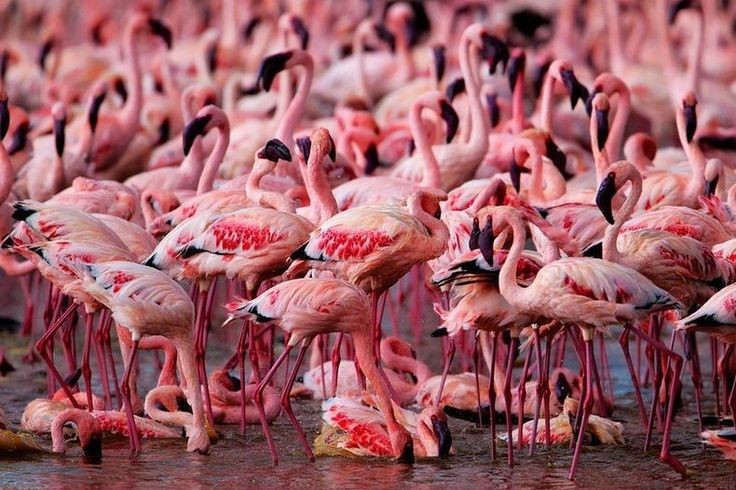 7. Điểm du lịch nổi tiếng. Hồ Nakuru là một trong những điểm đến du lịch sinh thái hàng đầu ở Kenya, thu hút hàng chục nghìn du khách quốc tế mỗi năm. Ảnh: Pinterest.