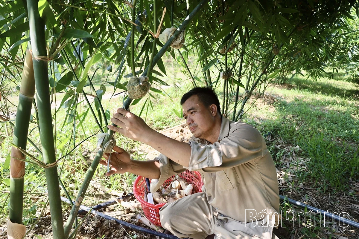 Unike Luc Truc bambusskudd