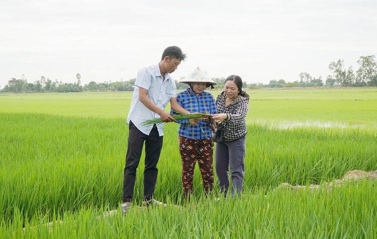 Tan Hoi unites and builds the homeland