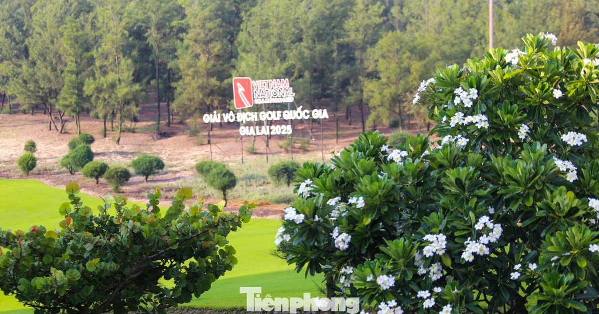 Sắc hương FLC Golf Links Quy Nhơn: Nơi thiên nhiên kiến tạo sân chơi đỉnh cao