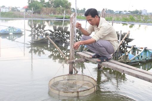 Tôm nuôi 'được mùa, được giá', nông dân phấn khởi