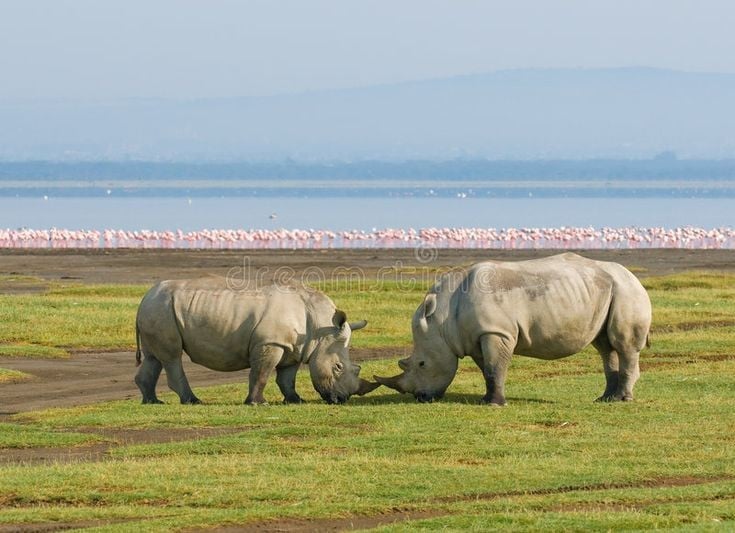 6. Loài tê giác được bảo tồn. Công viên hồ Nakuru là nơi sinh sống của quần thể tê giác trắng và tê giác đen, trở thành điểm trọng yếu trong công tác bảo tồn. Ảnh: Pinterest.