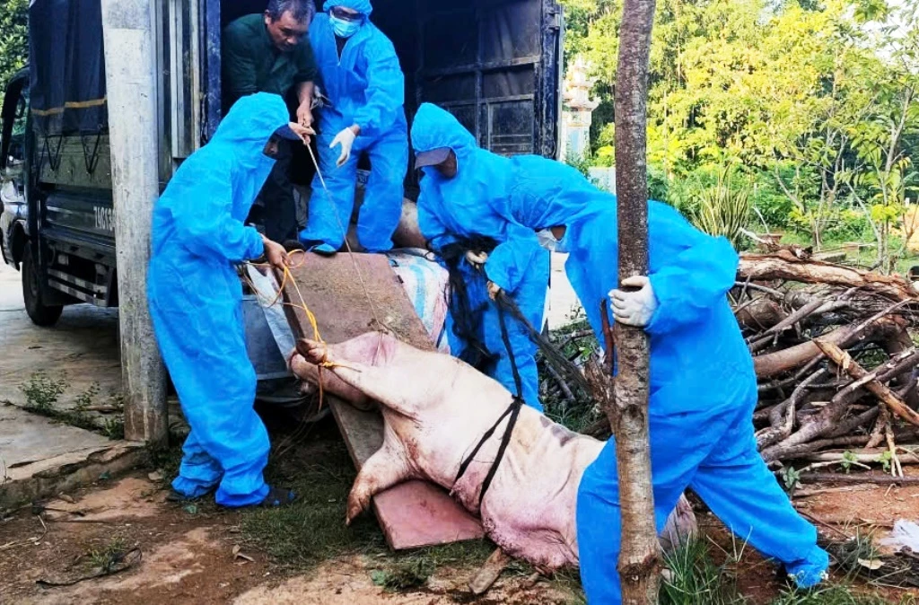 Lực lượng chức năng tiêu hủy dịch tả lợn châu Phi. Ảnh: T.H