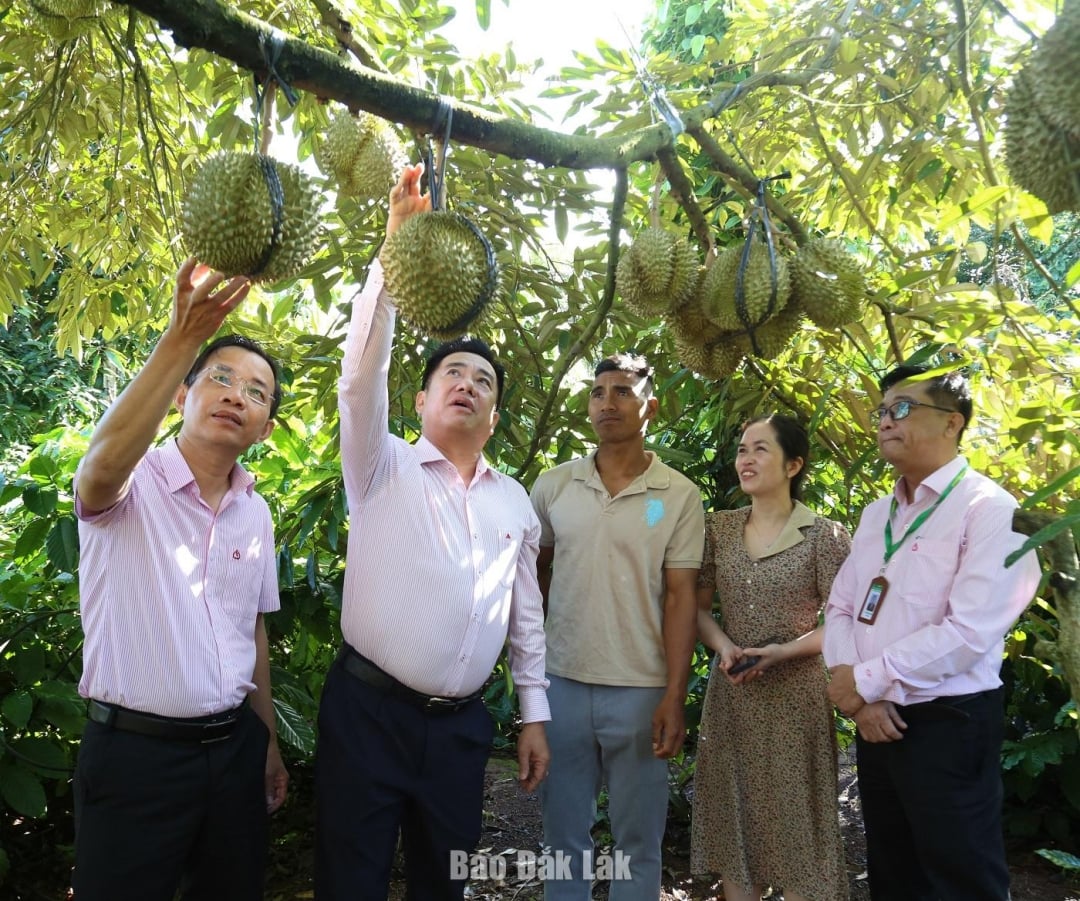 ឥណទានគោលនយោបាយសង្គមនៅ Dak Lak ត្រូវបានរក្សាស្ថិរភាព