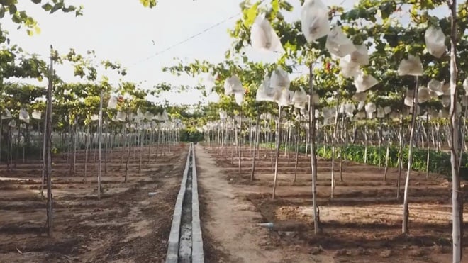Từ cánh đồng đến bàn ăn: hành trình hội nhập của nông sản Việt Nam - Ảnh 12.