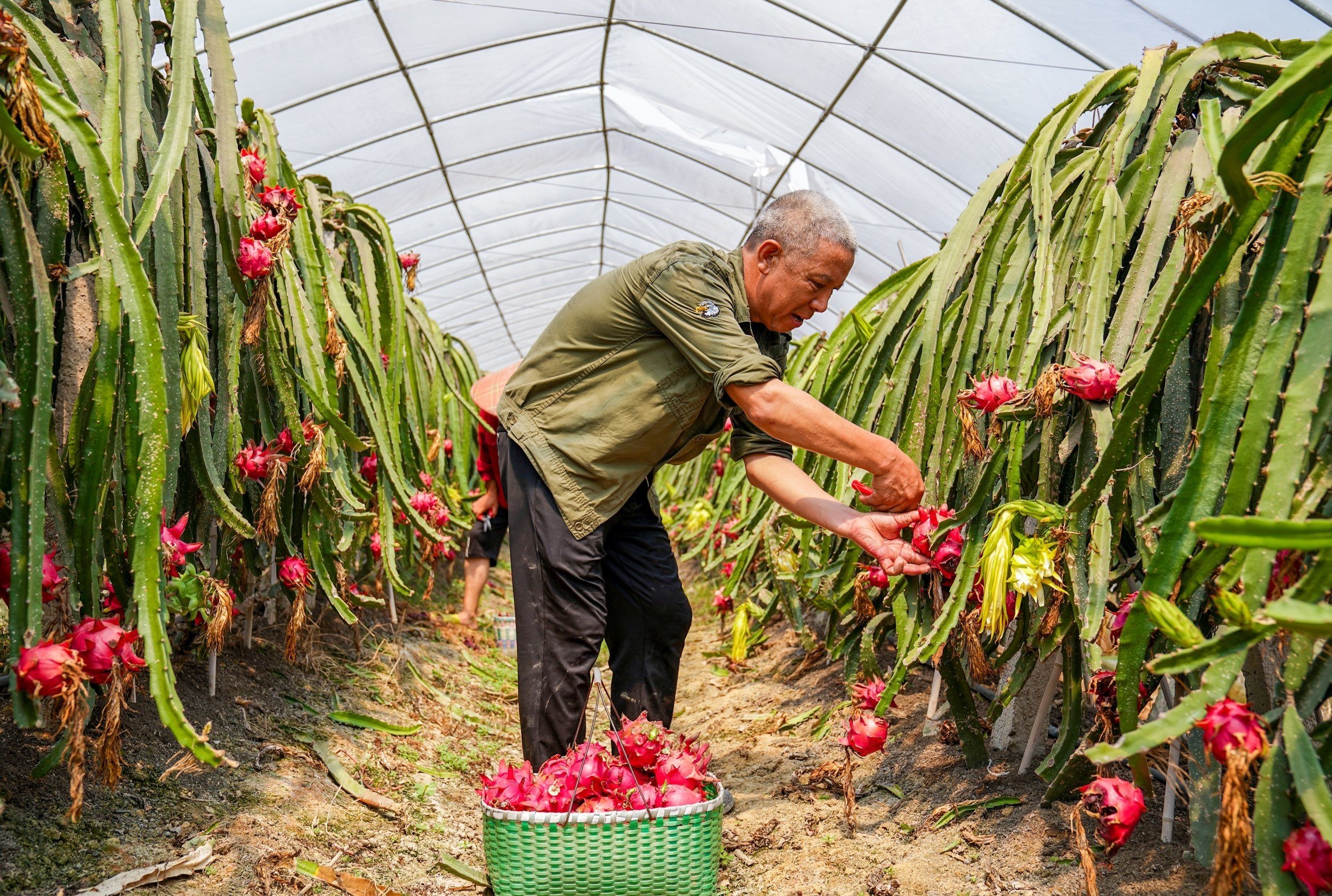 Tự trồng thanh long đến sầu riêng: Tham vọng tự chủ trái cây của Trung Quốc - 1